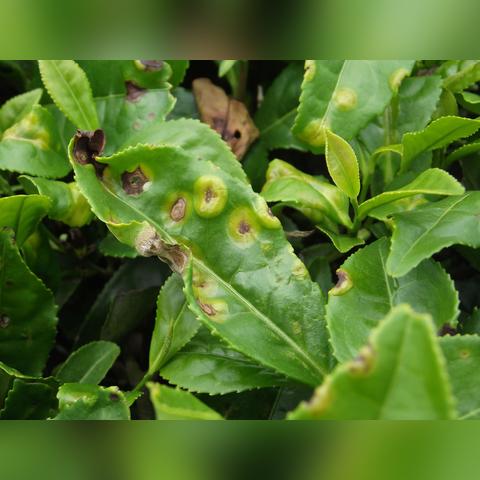利川天气预报天气（利川天气预报天气情况）