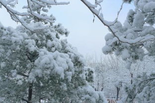 全国下雪实时查询,足不出户,看遍华夏雪景 全国下雪实时查询,足不出户,看遍华夏雪景